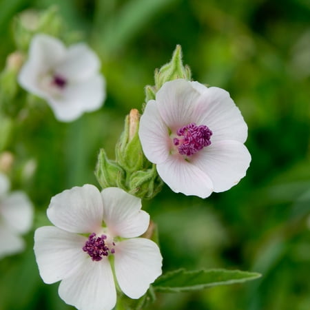 Marshmallow Herb Garden Seeds - 0.25 Oz - Non-GMO, Heirloom, Perennial Herbal Gardening