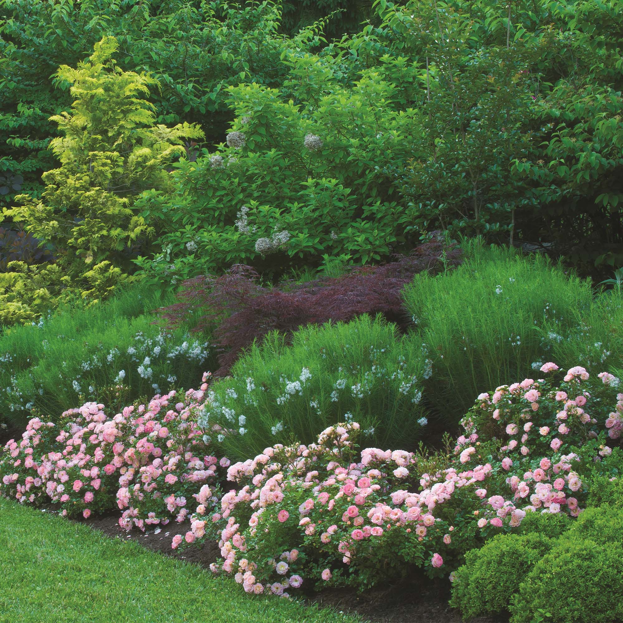 Drift Peach Rose Live Shrub (2 Gallon)