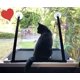 thumbnail image 2 of Asientos de ventana para gatos, accesorios para gatos, tumbona de ventana para asiento de ventana, hamaca para gatos para gatos de pared de escalada Namotu WL-00697, 2 of 7