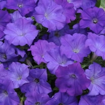 Denim Shock Wave Spreading Petunia Purple Flower Seeds - 30 Seeds