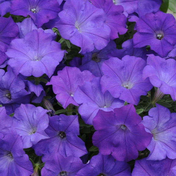 Denim Shock Wave Spreading Petunia Purple Flower Seeds - 30 Seeds