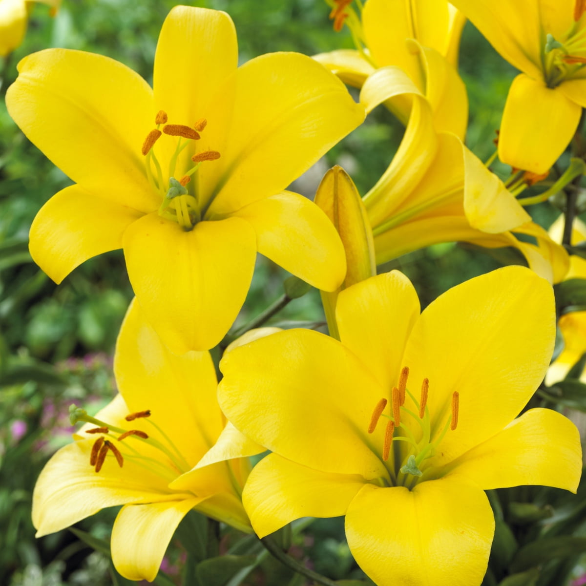 Van Zyverden Lilies Premium OT Hybrid Yellow Planet Set of 5 Colossal 22/24 cm Mammoth Bulbs Yellow Partial Sun Perennial Fragrant 3 lbs