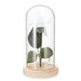thumbnail image 1 of Matsuzay Lámpara de rosa romántica con cubierta de cristal Doom Base de Hecha a mano Luz de rosa para siempre para el Día de San Valentín Día Iluminación navideña Matsuzay HA020932-00, 1 of 1