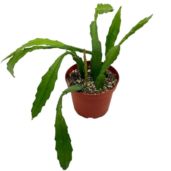 Epiphyllum Orchid Cactus, 4 inch, Disocactus ackermannii, Very Filled