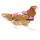 thumbnail image 3 of Delantales para aves de corral con bandas elásticas protectores para pollitos (verde) JM, 3 of 3