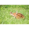 thumbnail image 3 of Aledanda 18x13 Black Modern Framed Museum Art Print Titled - A Fawn, 3 of 5
