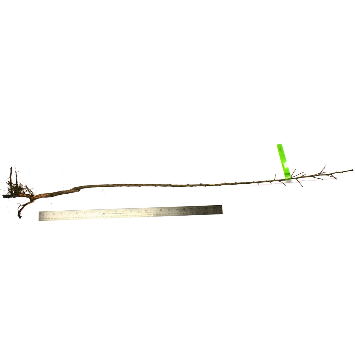 Van Zyverden Plum Tree Methley 1 Plant Root Stock White Full Sun Fruiting 4 lb