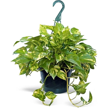 Live Golden Pothos, Devil’s Ivy Plant, Indoor Potted Plant, Mom Birthday Gift Plant, Hanging Plant, Housewarming Gift, Gardener Gift, Houseplant in 8" Hanging Basket