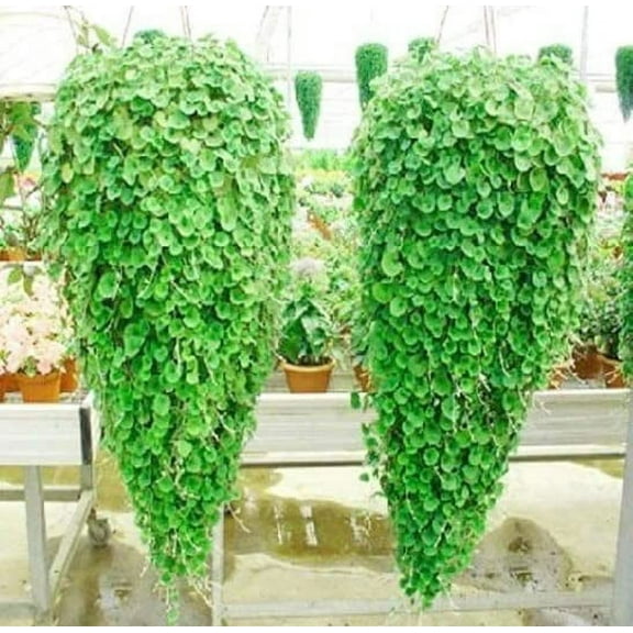 CZ Grain Emerald Falls 10 Dichondra Plant Seeds, Stunning Weeping Plant