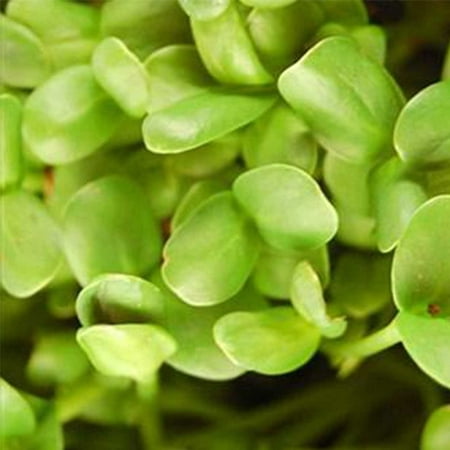 Whole Sunflower Sprouting Seeds: 1 Lb - Black Oil Sun Flower Seeds (Shell On): Microgreens,