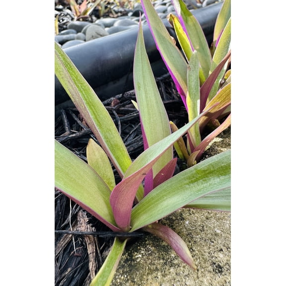 2 Live Oyster Plants AKA Moses in the Cradle Healthy Starter Plants Organically Grown