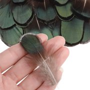 9 Styles Assorted Craft Feathers (180Pcs), Natural Chicken Feathers for DIY Earring Wings Dream Catcher Crafts Activities Project Wedding Party Home Decoration Carnival Costume Party Mask Decoration