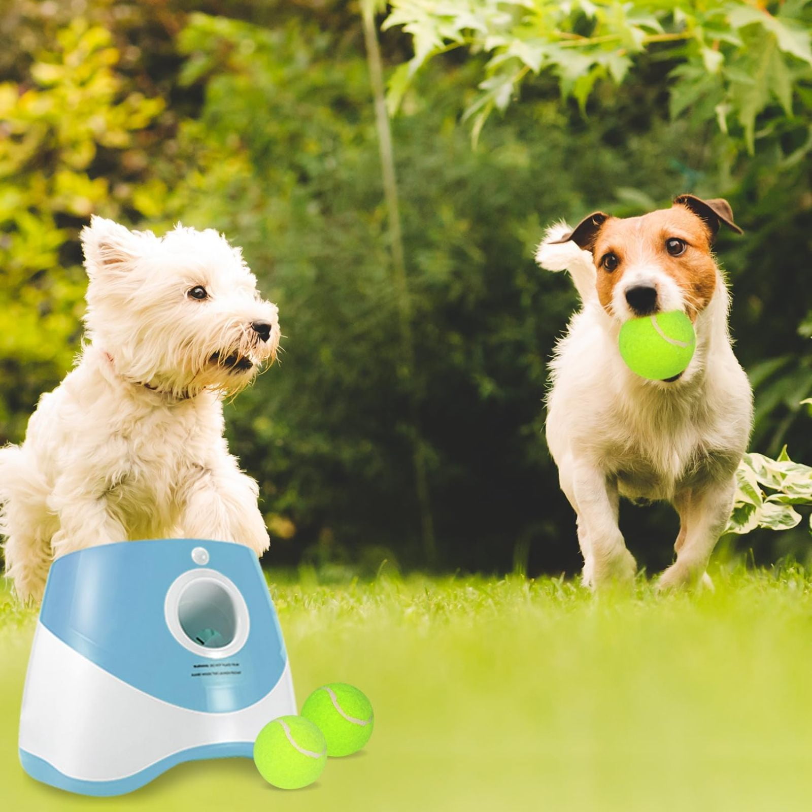 SQDWYGUO Automatic Dog Ball Thrower Launcher with 12 PCS Tennis Balls,Thrower Distance 10-30ft, Interactive Dog Fetch Machine Toy for Small Dogs,Blue