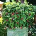thumbnail image 2 of Brighter Blooms - Bushel and Berry® Raspberry Shortcake® Bush, 2 gal - No Shipping to AK, AZ, HI, 2 of 5