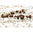 thumbnail image 2 of Frank, Jacob W. 24x17 White Modern Wood Framed Museum Art Print Titled - Bison near Blacktail Ponds, Yellowstone National Park, 2 of 4