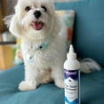 thumbnail image 7 of Petpost | Tear Stain Remover for Dogs - Best Natural Eye Treatment for White Fur - Soothing Coconut Oil - Maltese, Shih Tzu, Chihuahua Angels Approved - Chemical and Bleach Free - 8 Oz., 7 of 7