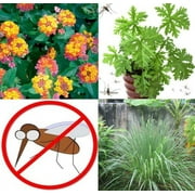 Mosquito Trio - 6 Mosquito Repellent Plants  THREE Varieties: 2 Citronella Plants, 2 Lemongrass, 2 Lantana Plants Individual 2.5 Pots