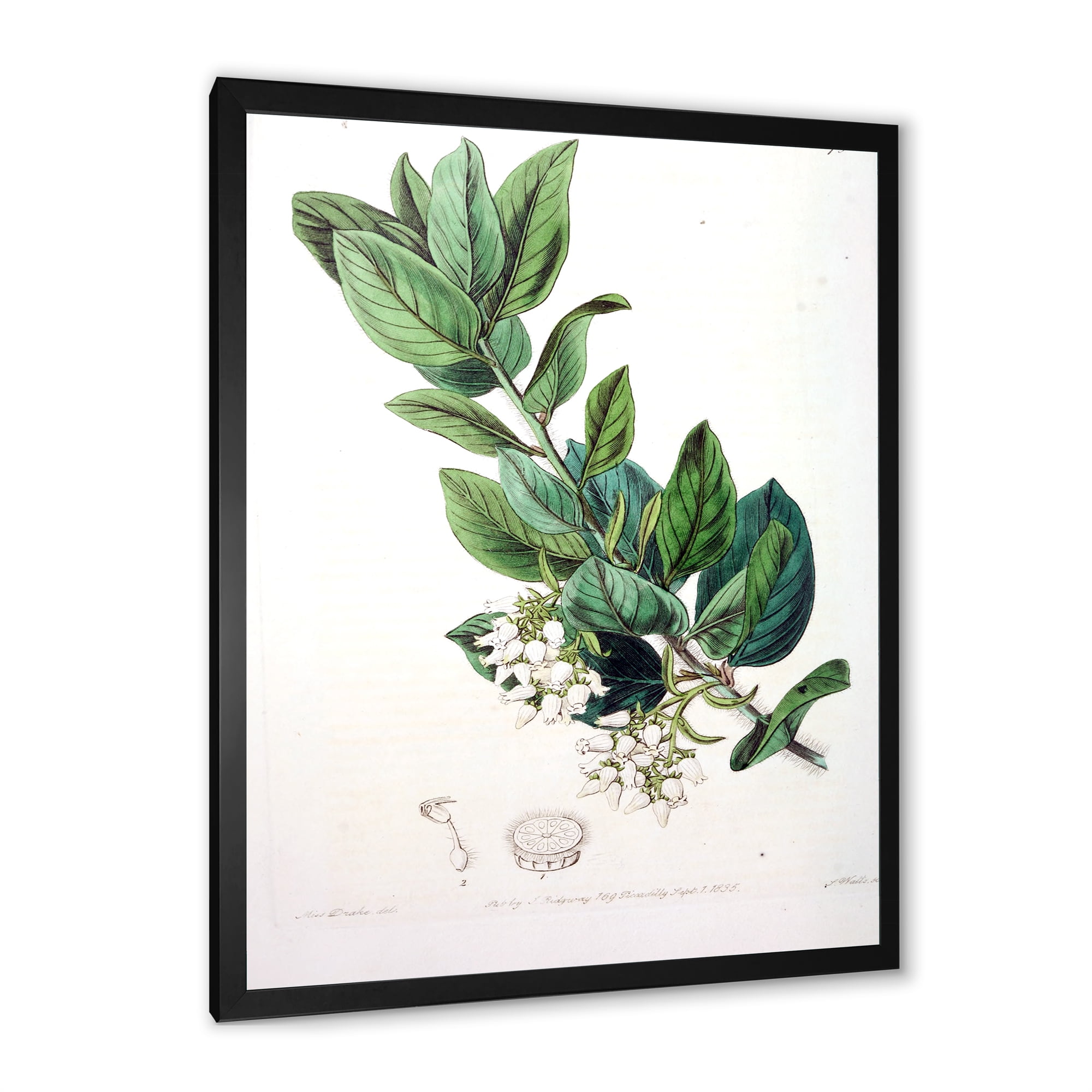 Designart 'Ancient Botanicals XX' Traditional Framed Art Print