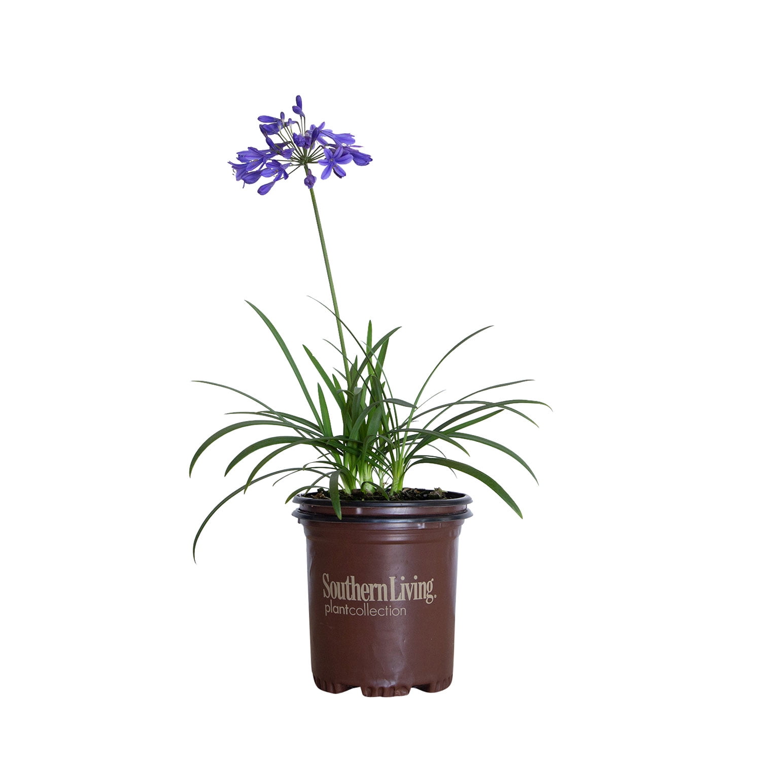Little Blue Fountain Agapanthus 'Lily of the Nile' (2.5 Quart) Re-Blooming Perennial with Blue Flowers - Part Sun Live Outdoor Plant - Southern Living Plants