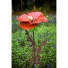 Poppy Garden with Torch