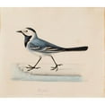 thumbnail image 3 of Ferdinand von Wright 23x20 Black Modern Framed Museum Art Print Titled - White Wagtail, 3 of 5