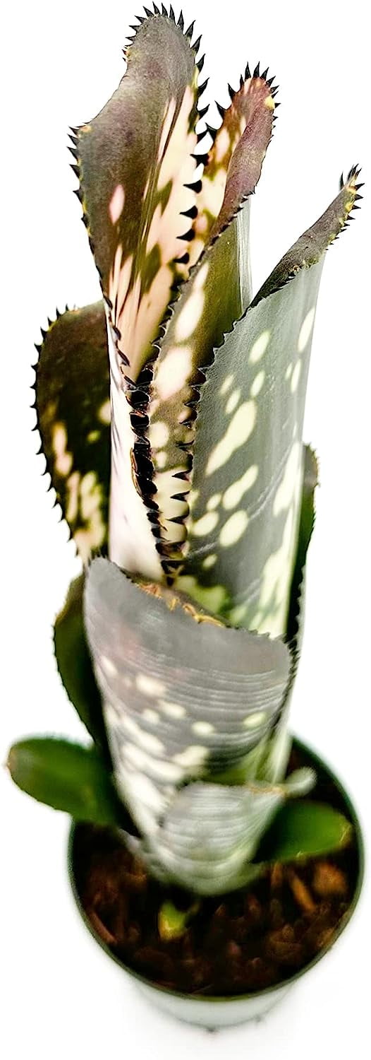ragnaroc Live Plants 8-12" Dark Green Billbergia Domino Live Plants in 4" Grower Pot