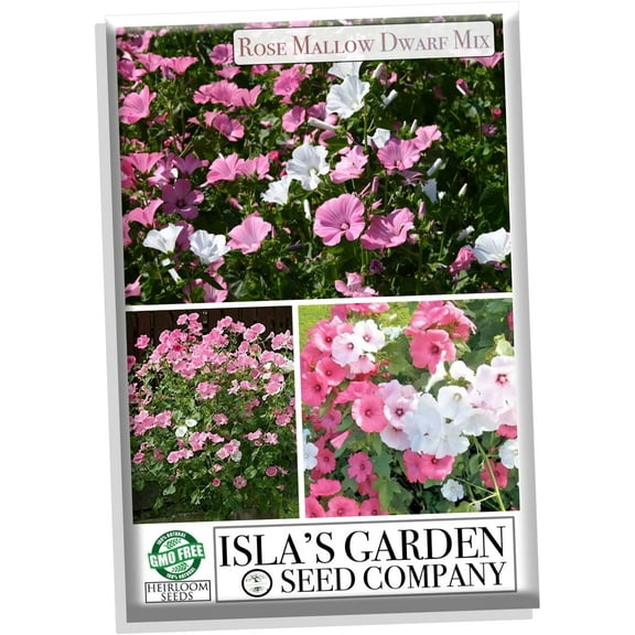 Rose Mallow Dwarf Mix Colored Flower Seeds, 100 Seeds Per Packet,, Lavatera Trimestris, Isla's Garden Seeds