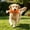E, variant on Felt Bone Dog Chew Toy with Cotton Rope Knots, Interactive Tug-of-War Toy, Non-Woven Dental Teething Toy for Puppies and Small Dogs to Clean Teeth and Relieve Boredom Red