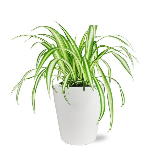 From You Flowers - Stunning Spider Plant for Birthday, Anniversary, Get Well, Congratulations, Thank You, All Occasions