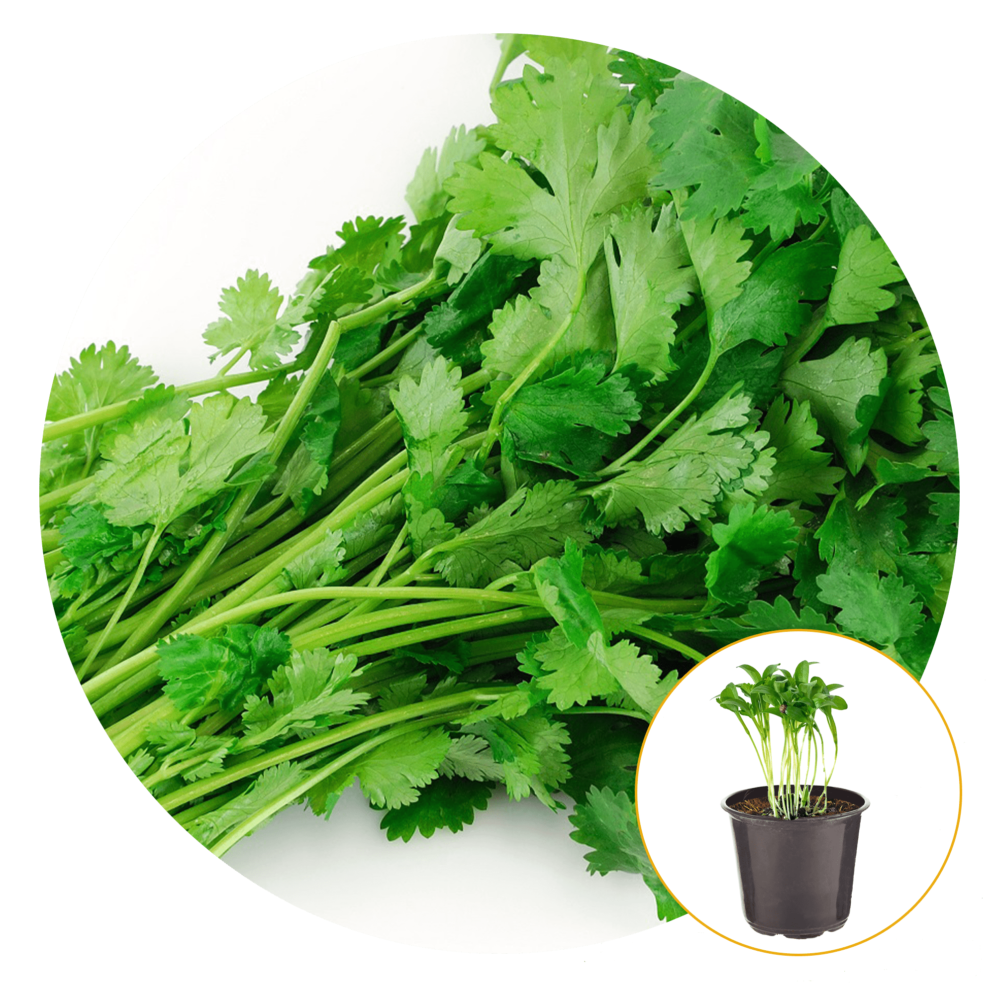 Ferry-Morse Plantlings Cilantro Santo Live Plants 4in. Pot, 2 Pack