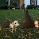 thumbnail image 3 of Estatua de esqueleto de vaca para Halloween, vaca, caballo, gato, rana, animales de esqueleto realistas, decoraciones de Halloween para el patio, esqueleto espeluznante, esqueleto de animal de vaca pa, 3 of 7