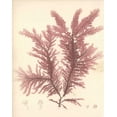 thumbnail image 2 of Poloson, Kimberly 26x32 Gold Ornate Wood Framed with Double Matting Museum Art Print Titled - Red Botanical Study IV, 2 of 4