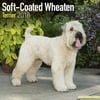 Softcoat Wheaten Terrier Calendar 2018 - Dog Breed Calendar - Wall Calendar 2017-2018
