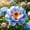 B, variant on Hardy Peony For Planting Upgrade Landscape Delicate Variegated Flowers,Low Maintenance Garden Decor Premium Stakes(Non-Artificial)