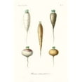 thumbnail image 2 of Unknown  13x18 Gold Ornate Wood Framed with Double Matting Museum Art Print Titled - Fruit And Vegetable Varieties IX, 2 of 4