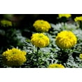 thumbnail image 4 of African Crackerjack Marigold/ Annual/ Full Sun/600 Seeds 2 Grams/ Zellajake Farm and Garden - B244, 4 of 4