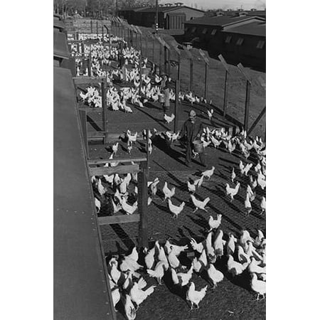 Aerial view of Mori Nakashima scattering chicken feed from a pail in a chicken pen  Ansel Easton Adams was an American photographer best known for his black-and-white photographs of the American