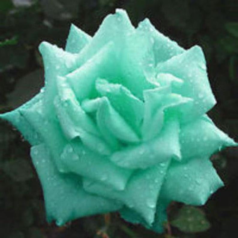 100 "Blushing Bride" Silver Rose Strawflower Flower Seeds