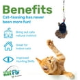 thumbnail image 3 of Katfly Turkey Cat Wand Toy with Real Feather Cat Toy Wand — Interactive Cat Toy for Cat Entertainment, Cat Toy String On A Stick, Cat Teaser for Indoor Cat and Kitten — Turkey (3 Inches), 3 of 4
