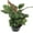 1 Plant, variant on Peacock Plant - Live Plant in a 6 Inch Pot - Calathea Makoyana- Beautiful Easy to Grow Air Purifying Indoor Plant