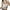 White, variant on Lovskoo Camisole Tops for Women Scoop Neck Summer Sleeveless Solid Color Spaghetti Strap Slim Bottom Undershirt Tanks Beige L
