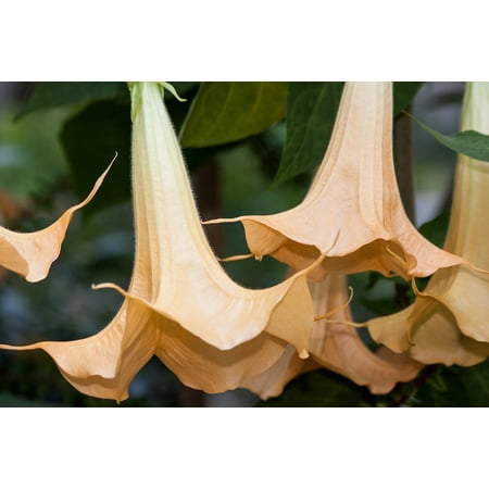 - LAMINATED POSTER Nightshade Angel Trumpets Brugmansia Genus Family Poster Print 24 x 36
