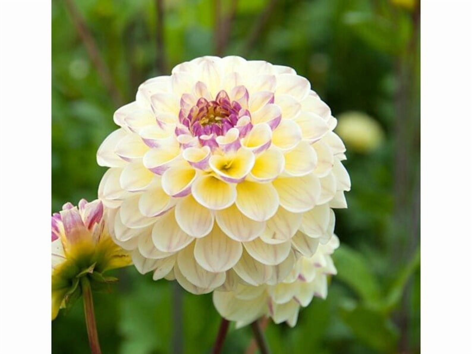 40 Seeds Cherish Dahlia Seeds Pollinator Friendly Heirloom Flower Seeds Mix to Plant