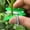 gardening tools, variant on Garden Pruning Knife, Portable Mini Handheld Cutting Tool For Plant Trimming, Green, 1Pc For Gardening Enthusiasts