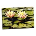 thumbnail image 2 of Gango Home Decor Blushing Lilies II by Alan Hausenflock (Ready to Hang); One 36x24in Hand-Stretched Canvas, 2 of 4