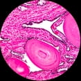 thumbnail image 4 of Juego de diapositivas para microscopio AmScope PS100B Basic Science 100 diapositivas, 4 of 4