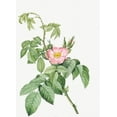 thumbnail image 2 of Redoute, Pierre Joseph 18x24 Gold Ornate Wood Framed with Double Matting Museum Art Print Titled - The Apple Rose, Spanish Rosehip Rose, Rosa villosa, 2 of 4
