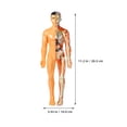 thumbnail image 2 of KAKOWELY 1 Set Of Realistic Body Model For Kids STEAM Diy Anatomy Kit For Science Experiments Self-Assembly Human Body Model For Learning Funny Human Body Puzzle,11.22X"X3.94"X1.18", 2 of 5