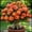 A, variant on Desert Rose, Low Maintenance - Easy Grow - Ideal for Beds Borders, Plant Pots & Planters