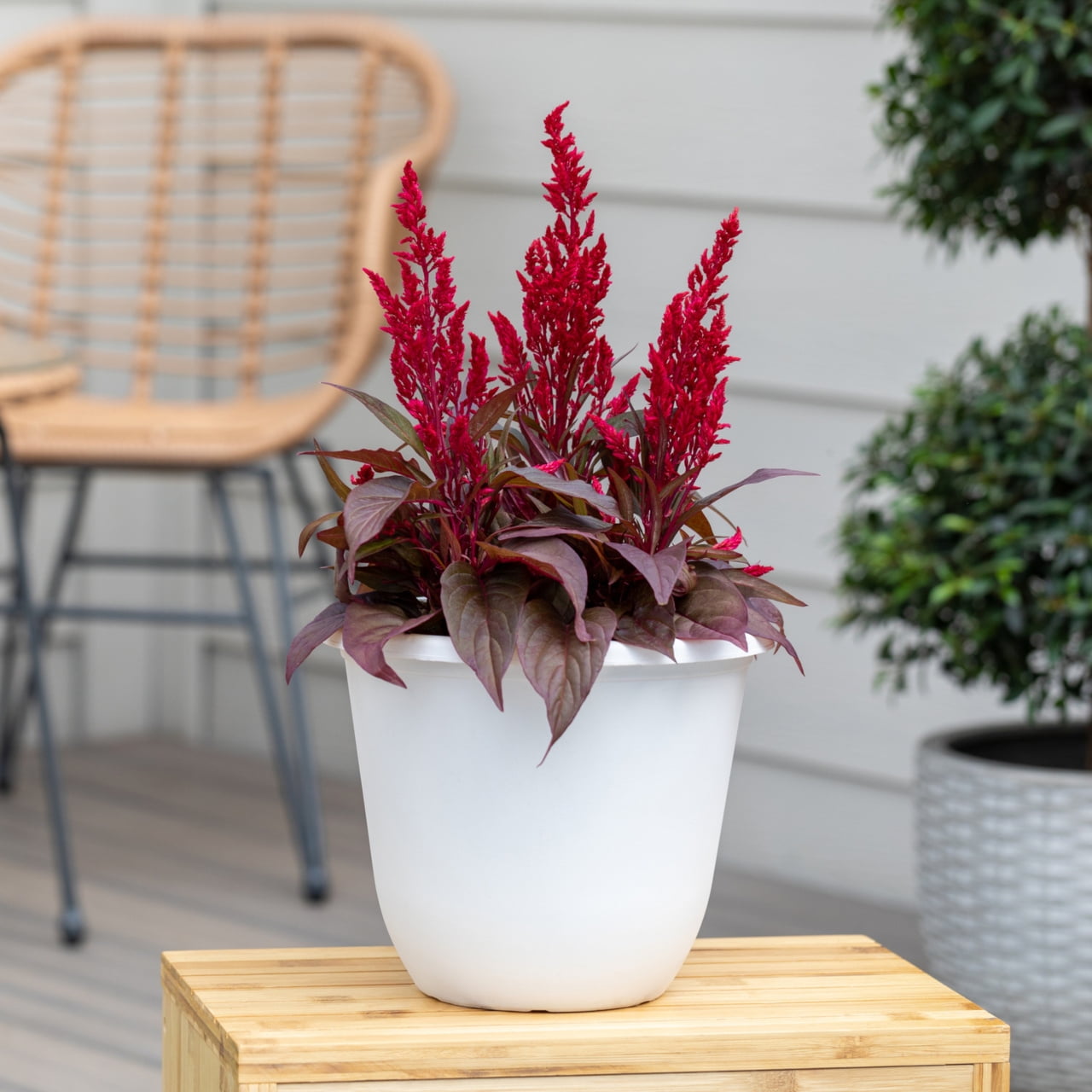 Dragons Breath 1.5gal Red Celosia Live Annual Plant Decorative Pot Sun